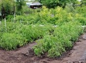 Примеры грядок, которые сделают огород красивым и ухоженным (Фото)