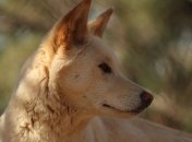 Что не убило, то сделало сильнее: активная травля динго позволила им стать крупнее