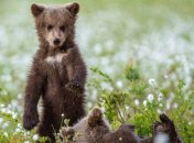 Хотели поиграть в гольф: медвежата развеселили сеть играми на спортивном поле (видео)