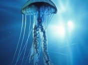 Кубомедузы удивили ученых