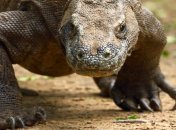 "Зайшов підкріпитися": величезний варан влаштував розгром в магазині (відео)