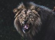 Вся красота и сила диких животных в естественных условиях (Фото)