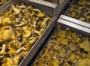 В Черкасской области 8 человек отравились грибами