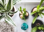 Некоторые растения очень опасны