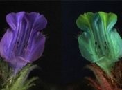 Технология, позволяющая увидеть мир глазами животных