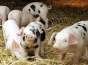 Завершен убой и утилизация животных в свинокомплексе под Киевом