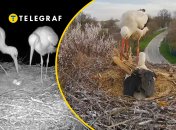 Грицик и Одарка