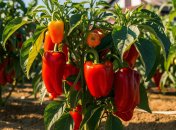 Перцы требуют правильного ухода (изображение создано с помощью ИИ)