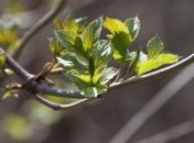 На этой неделе в Украину придет летнее тепло    