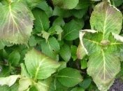 Почему у растений на грядке скручиваются листья и что с этим нужно делать