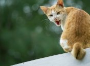 Кот – это не просто пушистый друг, но и личность со своими эмоциями