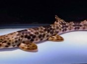 "Шагающие" акулы оказались венцом эволюции (Видео)