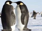 Императорские пингвины могут исчезнуть