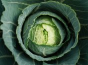 Капуста требует правильного ухода (изображение создано с помощью ИИ)