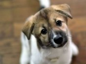 Порошенко ужесточил наказание за издевательство над животными