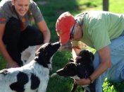 У США зростає кількість пустих притулків для тварин