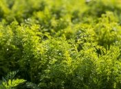 Як виростити кріп