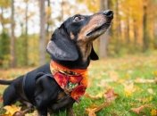 Ученые подтвердили сходство собак и хозяев