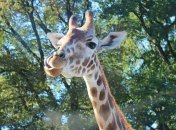 Редкий вид: в английском сафари-парке родился жираф Ротшильд (Видео)