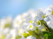 Какой церковный праздник 20 марта 2025 — День памяти мученицы Фотины Самарянины