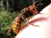 Специалист рассказал, что делать, если ужалила оса или пчела 