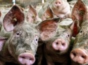 АЧС на Львовщине: тысячи свиней пришлось утилизировать