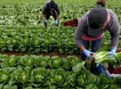 Польща дозволила українським заробітчанам працювати в агросекторі й під час обсервації