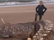 У Шотландії знайшли скелет невідомої морської істоти