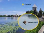 Незвичайна "риба" у Тернопільському ставі