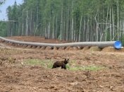 В РФ ищут медведя, у которого застряла канистра на голове