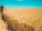 Отразится на урожае: нанопластик может накапливаться в растениях