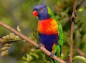 Буйство красок: самые уникальные виды попугаев, красота которых удивит любого (Фото)