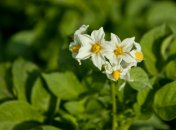 Сколько раз нужно поливать картошку