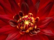 Невероятно, как один цвет может украсить снимок: потрясающие фото с конкурса от AGORA