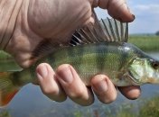 Торік експорт української риби збільшився на чверть (Інфографіка)