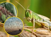 Сарана в Україні