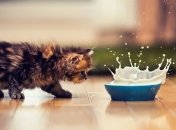 В некоторых регионах Украины снизились закупочные цены на молоко 