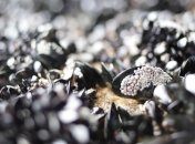 В Новой Зеландии сотни тысяч мидий "сварились" из-за повышения температуры океана