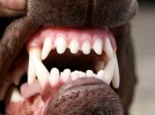 На почтальона напали собаки