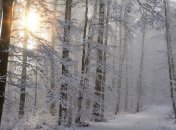 На кінець тижня місцями прогнозують сніг із хуртовинами