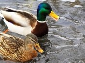 Ученые засняли, как дикие утки поедают других птиц