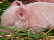 Прорыв в трансплантологии: в Китае родились поросята с обезьяньими клетками
