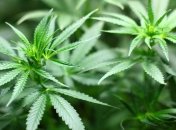 В столице Австралии полностью легализовали марихуану