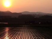 Употребление шлифованного риса вредит здоровью