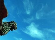 69-й Венецианский кинофестиваль предлагает "сильную" программу