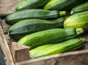 Кабачок считается достаточно неприхотливым овощем