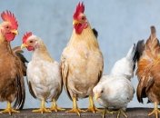 Цены на мясо птицы за год подешевели на 13,5%