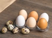 О пользе перепелиных яиц существует немало мифов