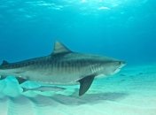 В Тихом океане ученые заметили необычное явление