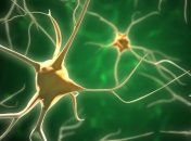 Ученые установили происхождение клеток-канделябров